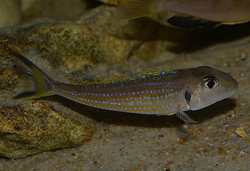 Xenotilapia ochrogenys 'Kigoma'
